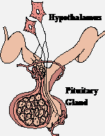 Prolactin